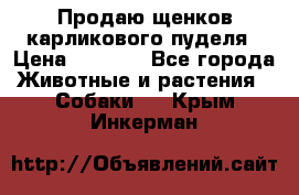 Продаю щенков карликового пуделя › Цена ­ 2 000 - Все города Животные и растения » Собаки   . Крым,Инкерман